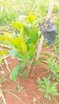 Dimako - Evolution des plants dans le site du lycée technique