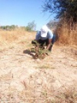 Kaélé - ouverture des lignes de plantation et dépressage des jeunes plants