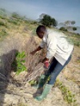 Guémé - Entretien des plants sur le site de Guéméré