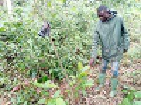 Dimako - Travaux d´entretien des plantations d´enrichissement