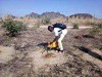 Mogodé - Activités d´entretien des plantations sur les sites de Sirakouti et Rhumzou