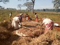 Nyambaka - Récolte des cultures intercalaires qui participent aux entretiens et dispositifs de pare-feu