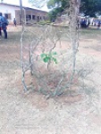 Dimako - Sécurisation des plants sur le site du lycée bilingue