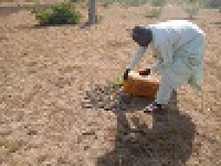 Mogodé - Début d´arrosage des plants dans la réserve forestière et nettoyage du nouveau site