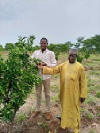 Nyambaka - les fruits commencent à apparaitre