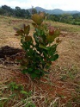 Tonga - Entretien des plants et préparation de terrain à Bitchoua Nord