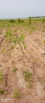 Lagdo - Etat des plants mis en terre