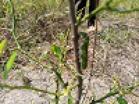Pitoa - Attaque des plants par des chenilles sur le site de Yamadjam Forty
