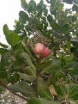 Lagdo - Aperçu de quelques produits sur le site de bengui dans la forêt communale de Lagdo