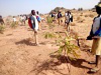 Mogodé - Activités de sarclage autour des plants  au lycée de Rhoumzou. Commune de Mogodé