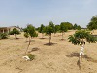 Octobre - 2022  Etat d´avancement des plantations, Commune de Kousseri