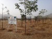 Commune de mokolo - Etat des plantations du projeement 1400t rebois - Avril 2023
