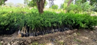 La pépinière de Maroua, les plants de neemier et de citronnier en croissance - 26252025