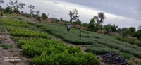Pétté visite d´évaluation des plants dans le site de production- 020625
