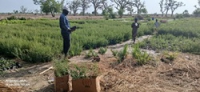 Transport des plants pour le site de reboisement à Petté - 180625