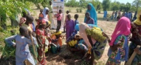 Pratique et mise en terre des plants sur le site de Ngniwadji à Waza - 230625