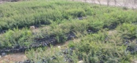 Visite d´évaluation des plants dans la pépinière de Zina - 25062025