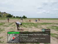 Opérations de mise en terre des plants à Waza - 250725