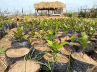 Lagdo - Photos production de 35 000 plants d´anacardiers sur le site de bengui