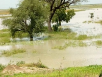 Waza-01_11_19-Images de l´inondation ayant envahit les plants