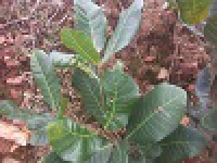 Ndikinimeki - Traitements phytosanitaires des plants