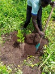 Lagdo - Epandage de la fumure organique autour des plants d´Anacardes